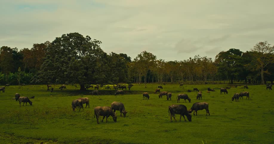 Bovine herd grazes in a field near the woods on an overcast autumn day