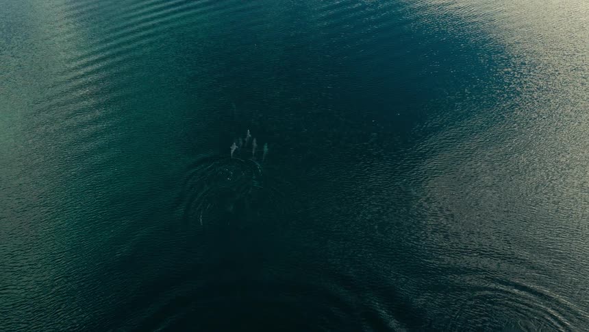 Dolphins swimming side by side on the ocean surface seen from above