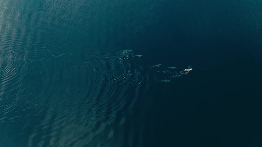 A pod of common dolphins glides through dark calm ocean waters in a tight formation their dorsal fins breaking the surface and creating gentle expanding ripples across the deep blue expanse
