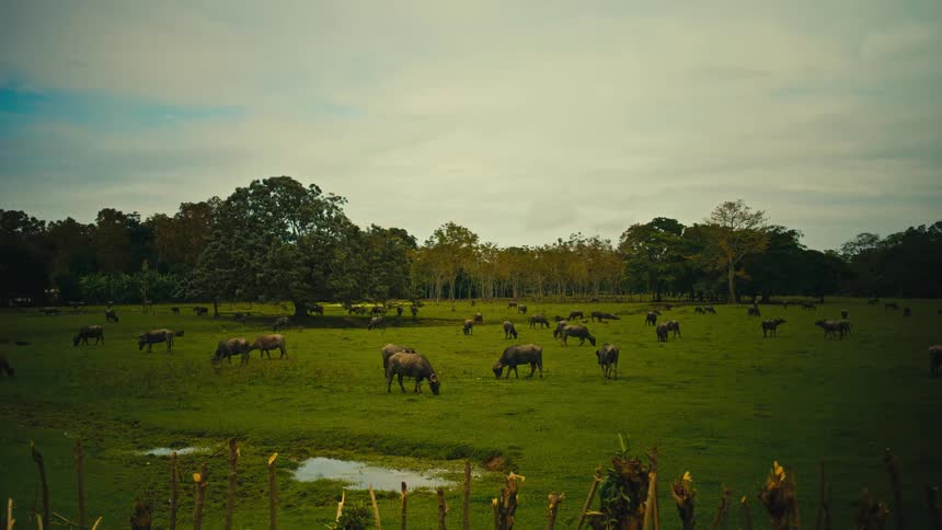 Herd grazes in a field near the woods on an autumn day