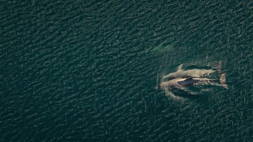 Two dolphins swim together through dark blue ocean water
