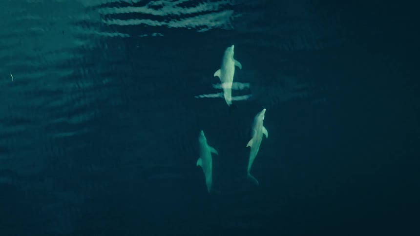 Aerial view of dolphins swimming as one dolphin breaks the water surface and water splashes