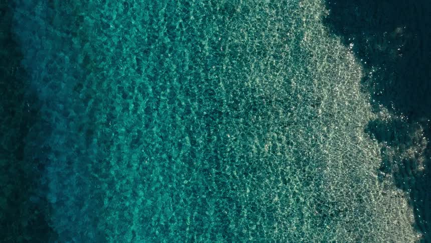 A large school of sardines swims near the ocean surface at midday