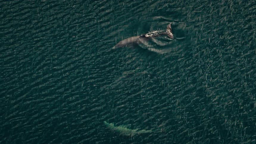 An aerial view of some dolphins swimming in the ocean