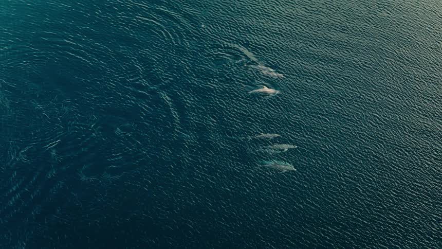 From a high aerial perspective a pod of dolphins travels through deep blue ocean waters with several individuals leaping gracefully above the surface as golden sunlight illuminates the expanding ripples in their wake
