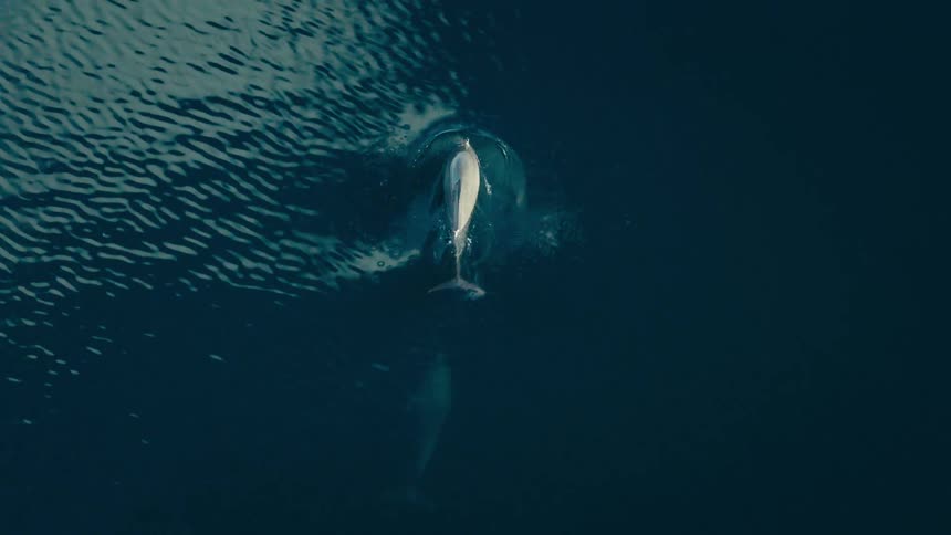 An aerial view shows two dolphins swimming near the surface of dark blue water before one dolphin briefly breaks the surface and dives back down