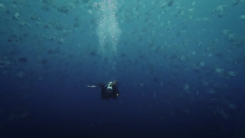 Scuba diver swims through a school of fish in murky water