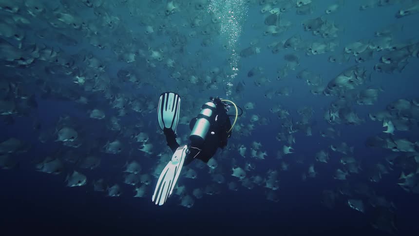 A scuba diver in a black wetsuit kicks steadily forward beneath a dense swirl of fish releasing a stream of bubbles that rises into the blue as the school shifts and parts around them