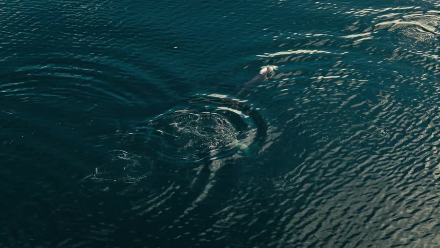 Dolphins swim and dive into the ocean causing ripples to expand out from them