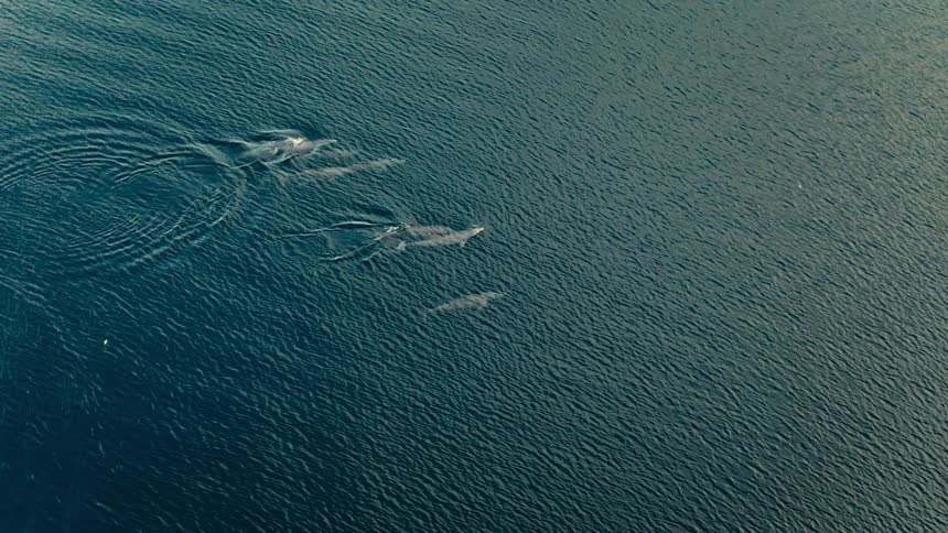 An aerial drone shot reveals a small pod of dolphins swimming just beneath the surface of a deep blue ocean as they glide forward their dorsal fins occasionally break through the water creating gentle ripples and white wakes in the vast sea