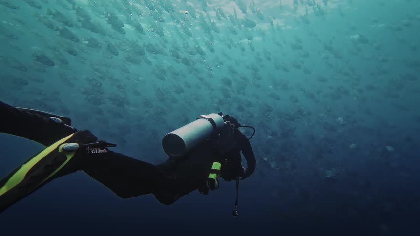 Adult person scuba diving and swimming next to a shoal of fish close to the surface outdoors during day time