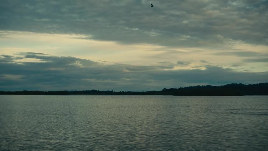 Dolphin swimming and breaching on sea water near the cost outdoors during dusk or dawn