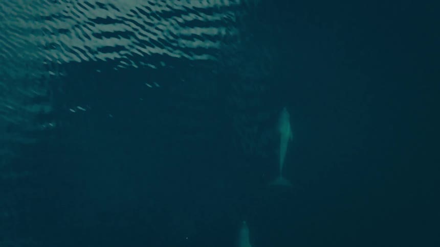 Dolphins swimming beneath the ocean surface in dark blue water