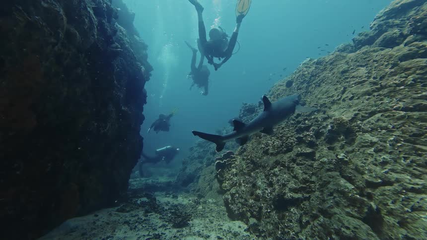 Several scuba divers swim through a narrow underwater rocky canyon as a whitetip reef shark glides across the sandy seabed and over the rugged reef toward the sunlit surface of the blue ocean