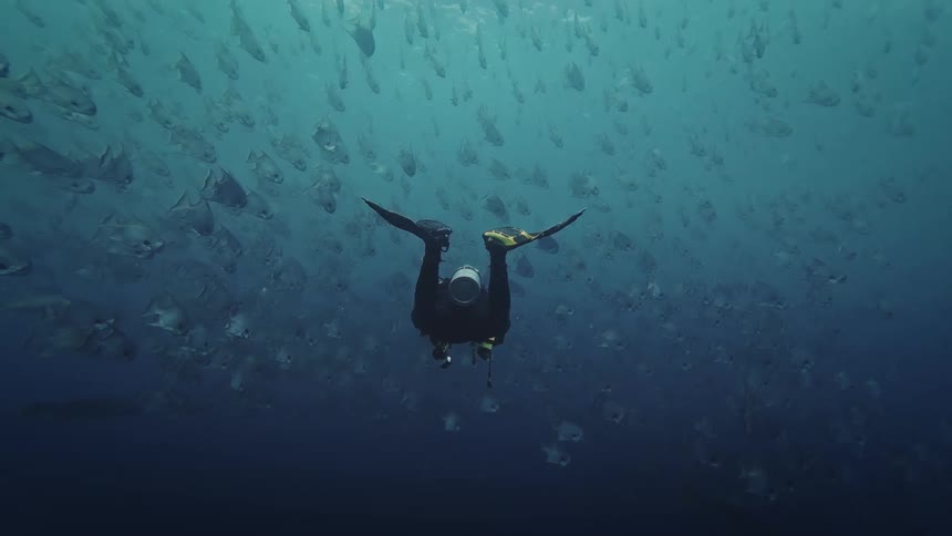 A person scuba diving with fish in the ocean