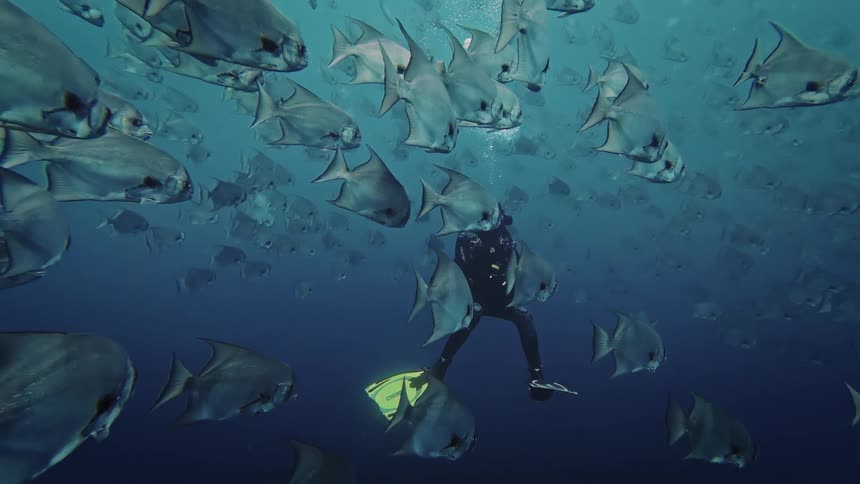 Two adult women scuba diving and swimming around a shoal of fish near the surface outdoors during day time