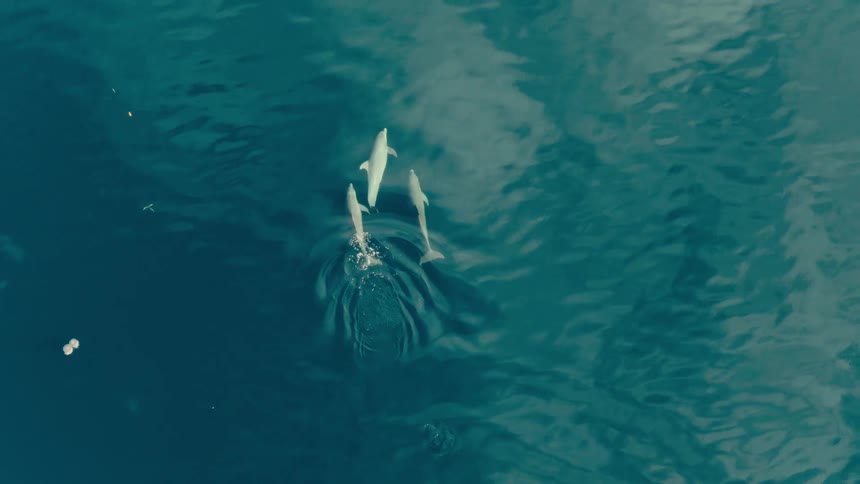 Three dolphins swimming underwater very close to the surface outdoors during day time