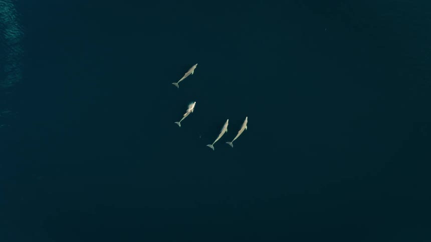 Aerial view of dolphins swimming just below the water surface