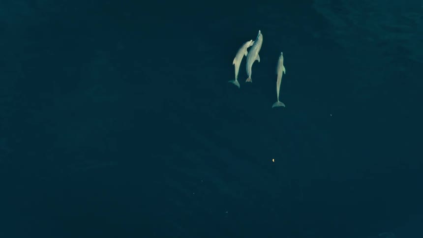 Three dolphins glide together through dark blue open water drifting in a loose pod as they angle forward and their pale backs flash briefly beneath the surface before fading into the deeper blue