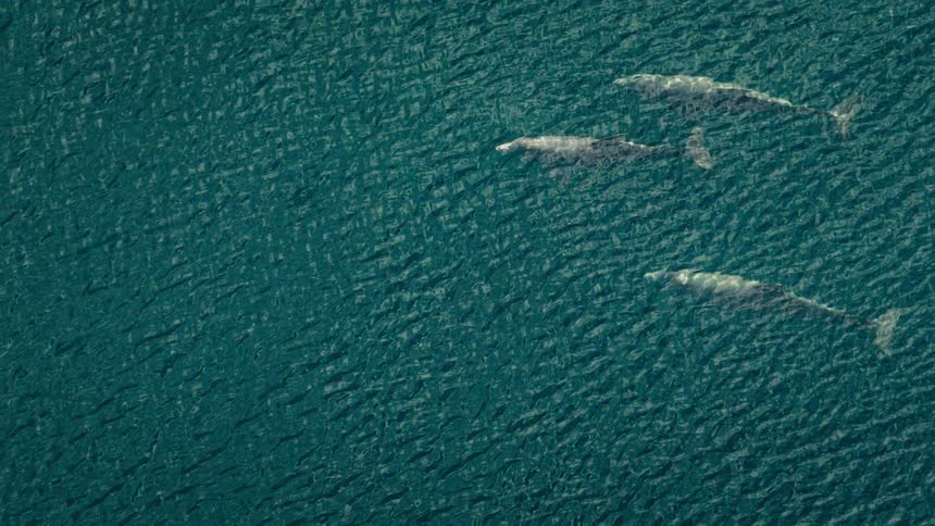 Aerial view of dolphins swimming and breaking the water surface as water splashes