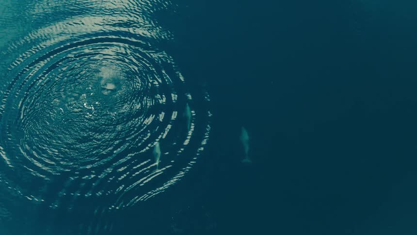 An aerial shot shows a small pod of white beluga whales swimming through deep blue waterthe whales glide toward a set of expanding circular ripples on the surface as the camera pans slowly