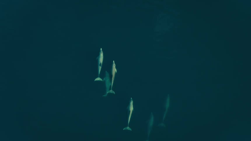 Group of five dolphins swimming near the ocean surface seen from above