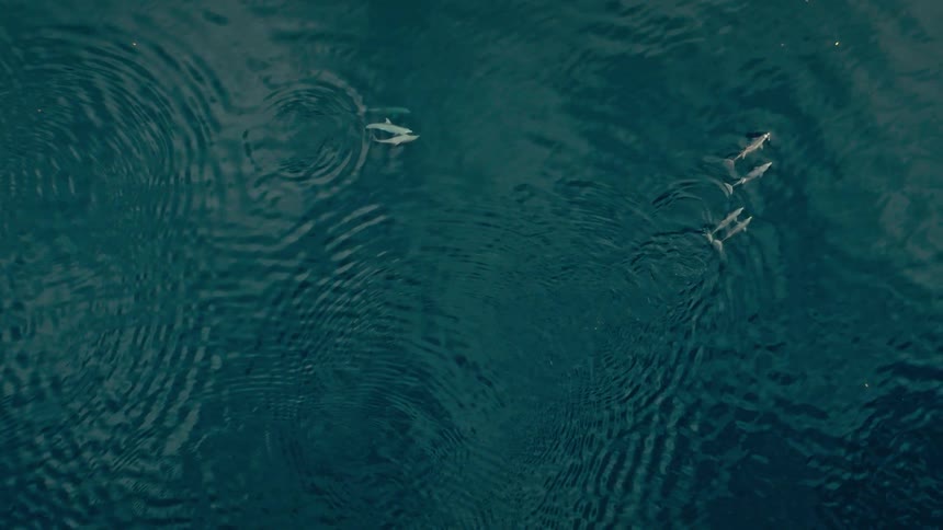 Dolphins create ripples while swimming near the surface of the water during the daytime