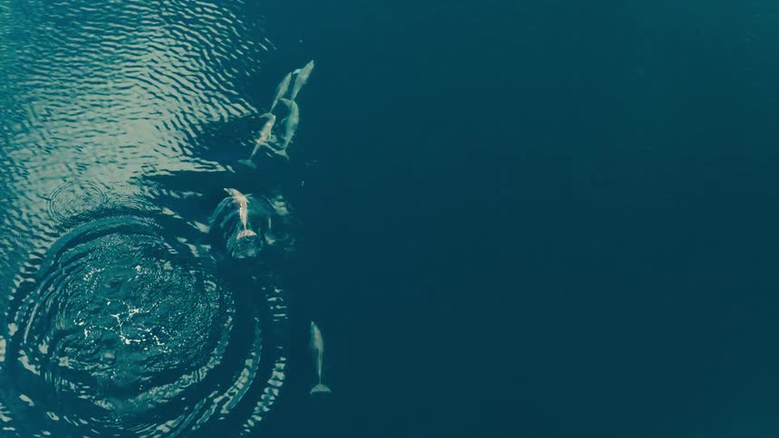 Dolphins swimming underwater occasionally surface to cause ripples in the ocean