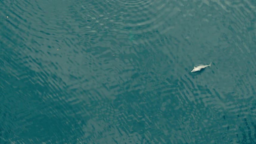 A dolphin swims just below the surface of a deep blue ocean during an aerial shot as it creates small ripples and white splashes while moving across the frame