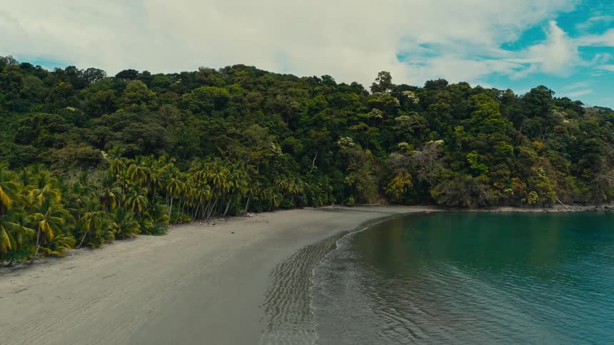 Beach surrounded by a dense forest on a bay next to the ocean outdoors during day time