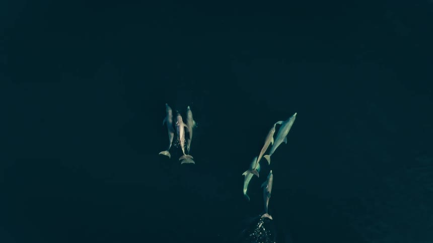 An aerial shot captures a pod of dolphins swimming through deep dark blue water as they glide forward the group naturally splits into two smaller clusters that move away from each other