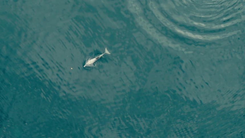 Dolphin swimming on water close to the surface outdoors during day time