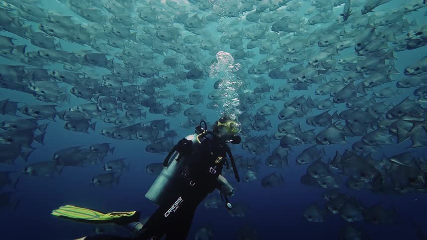 A person wearing diving gear scuba dives underwater as a school of fish swims around them at midday