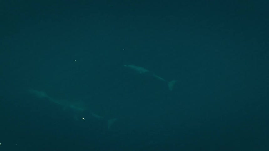 An aerial view of some dolphins in the ocean swimming