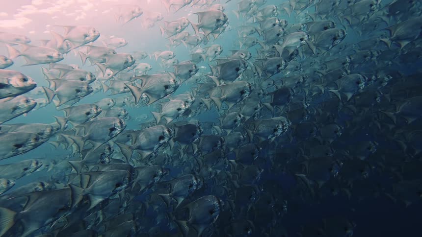 School of silver fish swimming in blue waters