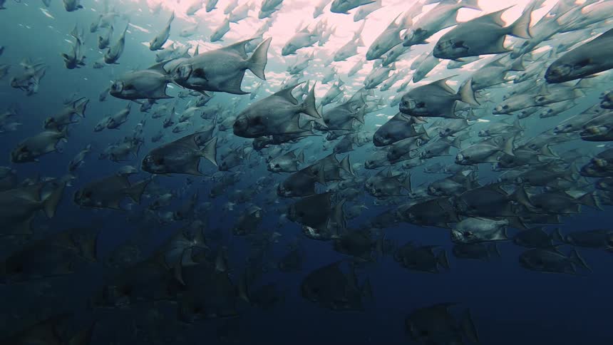 Gemini said a massive school of silvery fish swims together in a dense formation through deep blue water the sunlight from above reflects off their scales as they move steadily in the same direction