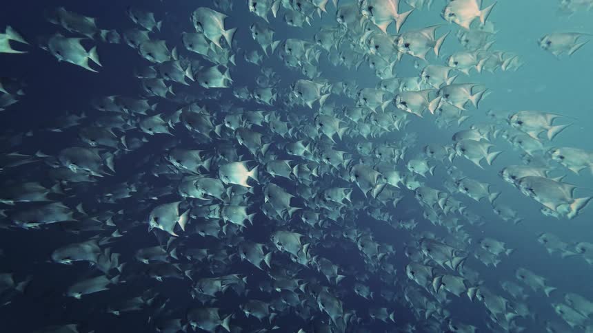 Large school of fish crowds together while swimming in murky water