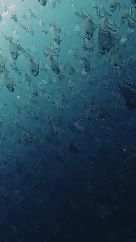 School of fish swimming at depth with filtered light in the water