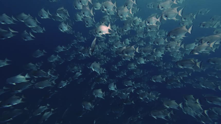 Larger fish swim near a large school of fish in murky water