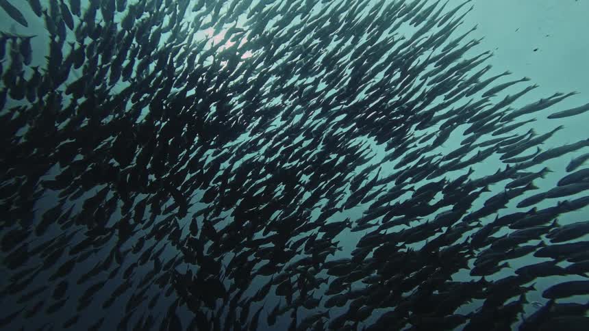 Large school of fish forming a dense pattern under light in the water