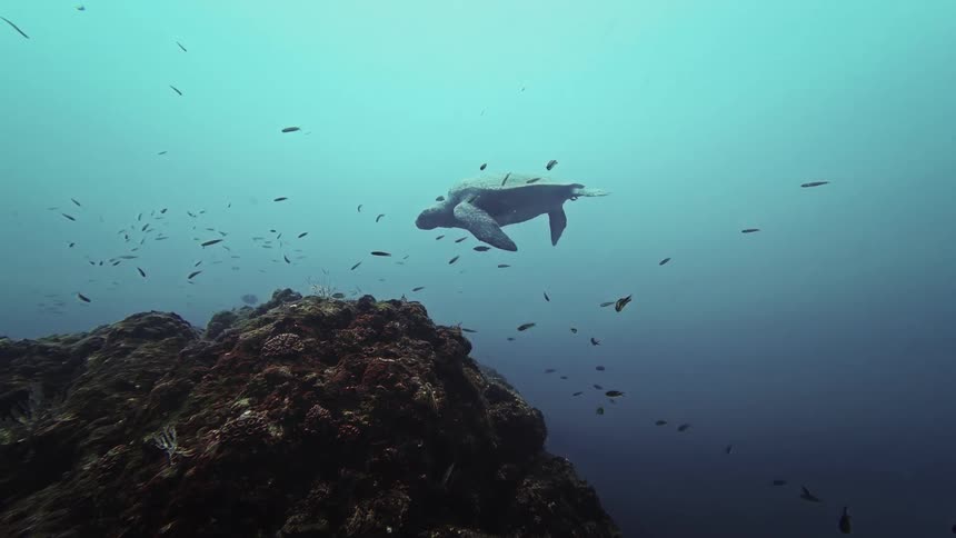 Sea turtle swimming over the seabed among a school of small fish