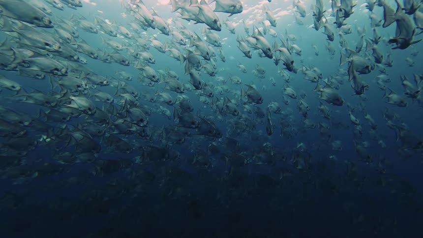 A view of some fish swimming in the ocean