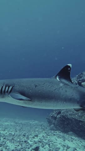 Shark resting near rocks on the ocean floor