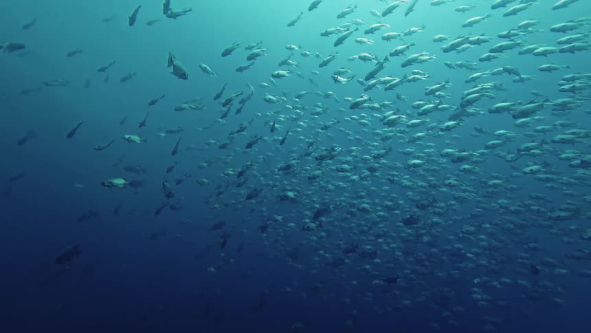 A vast school of fish moves in unison through the deep blue expanse of the open ocean the sunlight from the surface illuminates their silvery bodies as they maintain a tight defensive formation