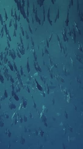 Fish scattered swimming in bluish deep waters