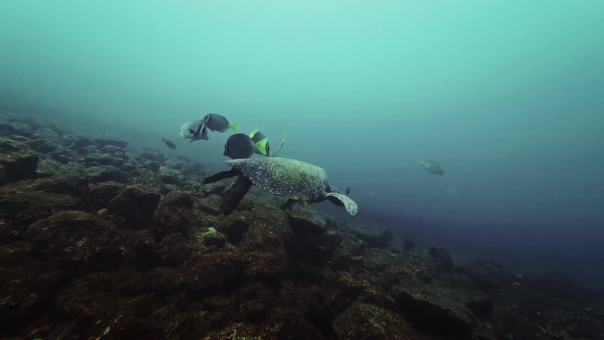 Turle and fishes swimming on the ocean near the seabed outdoors during day time