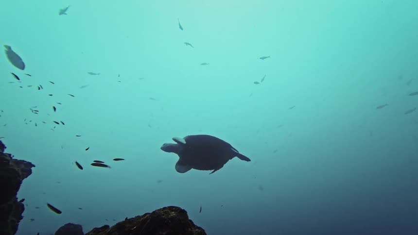 A sea turtle swims slowly through deep blue water near a dark rock as several small fish pass by in the background
