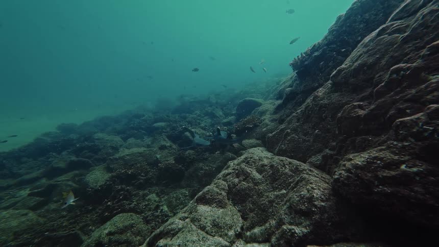 Fish swim near a coral reef beneath the ocean at midday