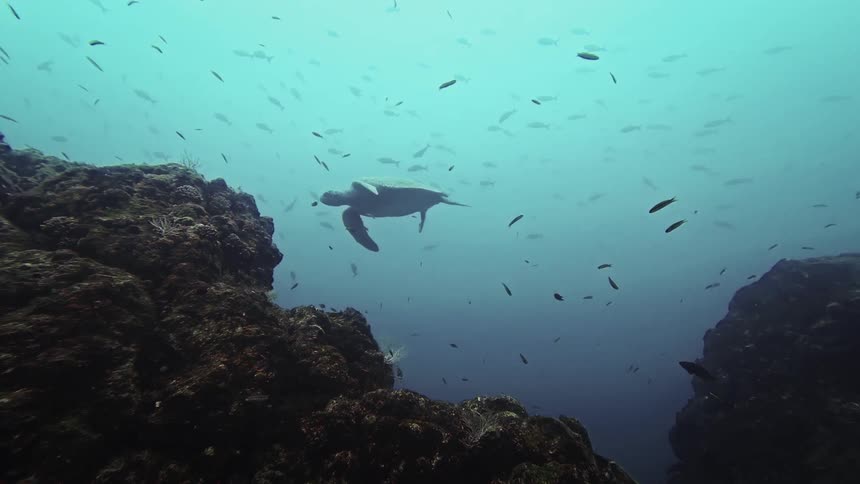 Sea turtle swimming between rocky formations with fish around
