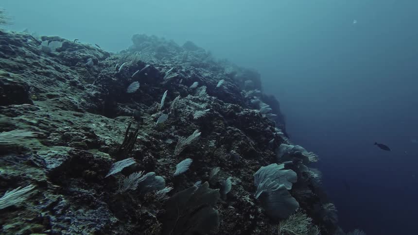 A camera moves along a dark underwater rocky reef covered in various corals and sea fans while a few small fish swim through the deep blue water in a serene and natural marine setting